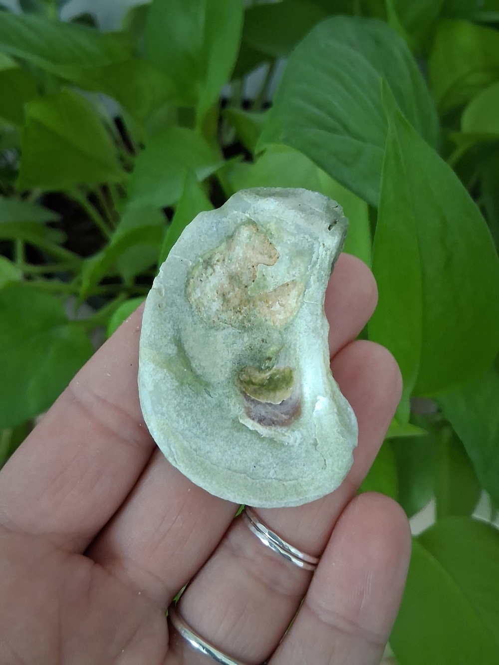 Green and Cream Iridescent Oyster Sea Shell Accent